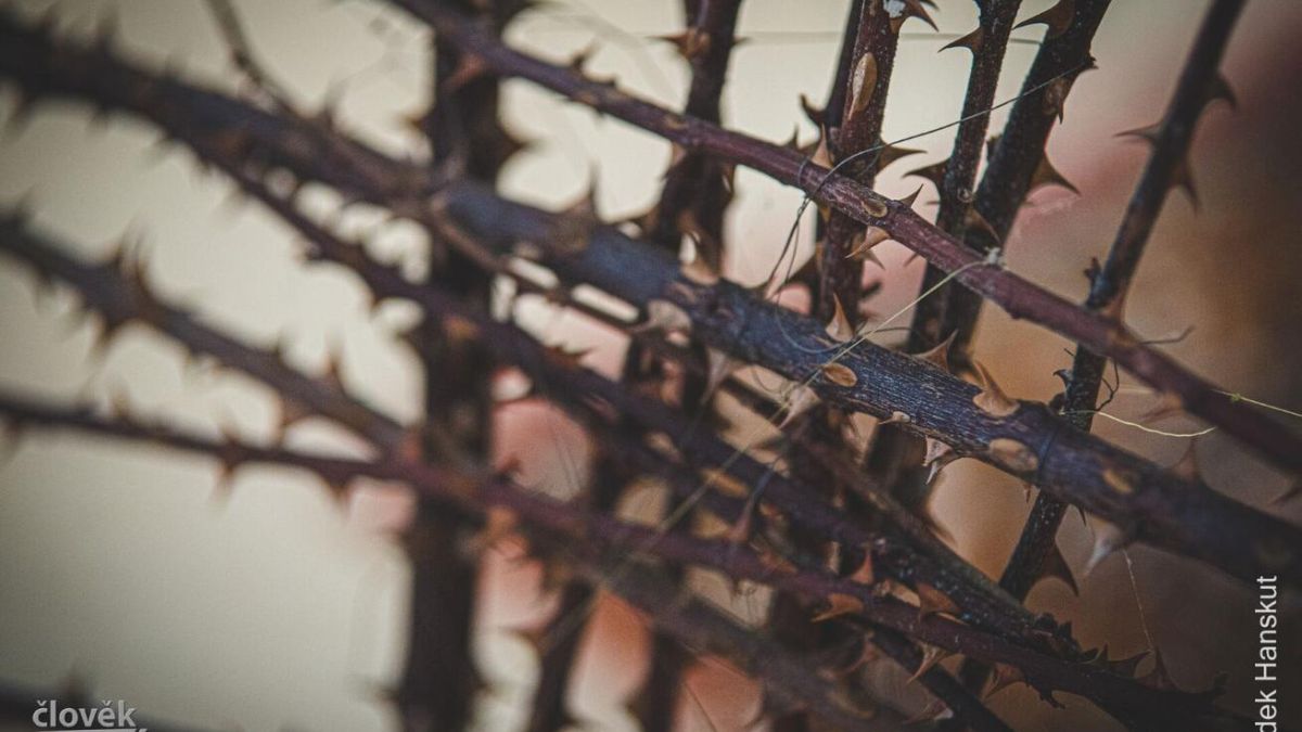 image:Image Arcibiskup Nuzík bude opět naslouchat obětem zneužívání